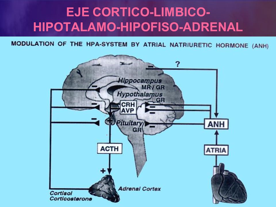 desregulación del eje suprarrenal pituitario hipotalámico y alteraciones de la memoria en la diabete desregulación del eje suprarrenal pituitario hipotalámico y alteraciones de la memoria en la diabete